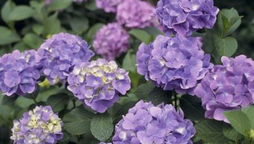 Hydrangea Hydrangea
