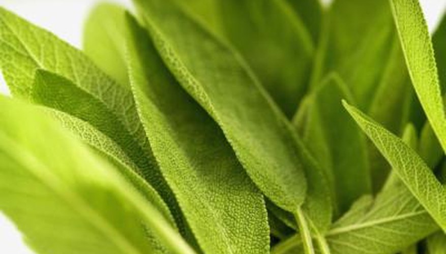 Sage, a hardy perennial herb, is not susceptible to frosts. Sage, a hardy perennial herb, is not susceptible to frosts.