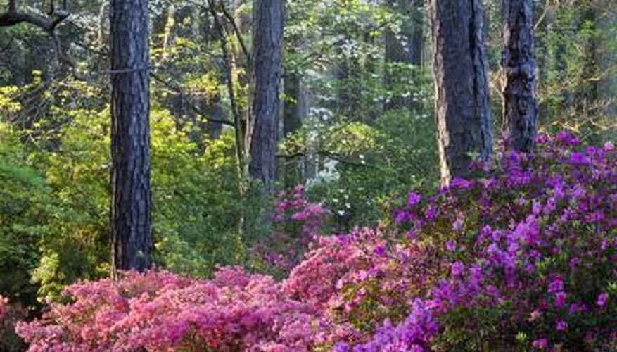 Azaleas make excellent hedges. Azaleas make excellent hedges.