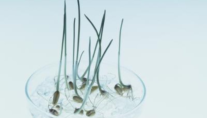 Seeds sprouting in dish. Seeds sprouting in dish.