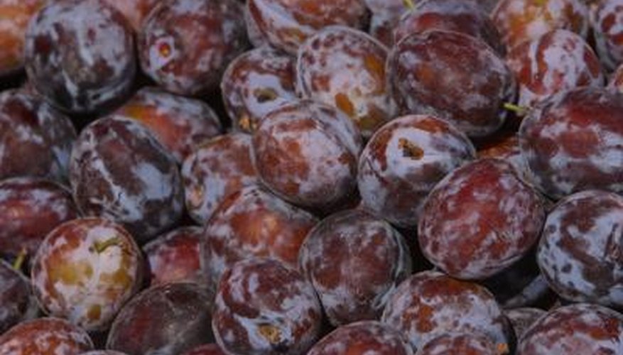 plums plums