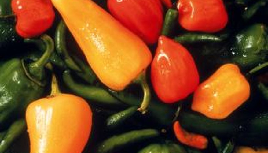 The hybrid pepper will look different from both parent plants. The hybrid pepper will look different from both parent plants.