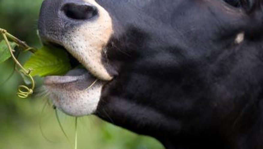 Cow eating plant. Cow eating plant.