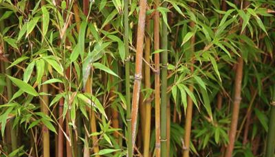 Types Of Clumping Bamboo For Full Sun Areas | Garden Guides