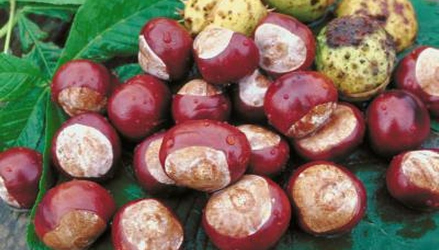 Roasted chestnuts, harvested from the American chestnut, are a holiday favorite. Roasted chestnuts, harvested from the American chestnut, are a holiday favorite.