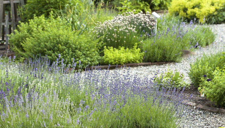 Grow fragrant-leaved ground cover herbs for reliable scent in your herb garden. Grow fragrant-leaved ground cover herbs for reliable scent in your herb garden.