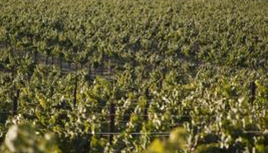 Grapes vines benefit from annual fertilizer. Grapes vines benefit from annual fertilizer.