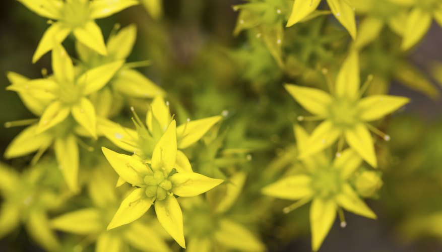 Goldmoss stonecrop features evergreen foliage and golden blooms. Goldmoss stonecrop features evergreen foliage and golden blooms.