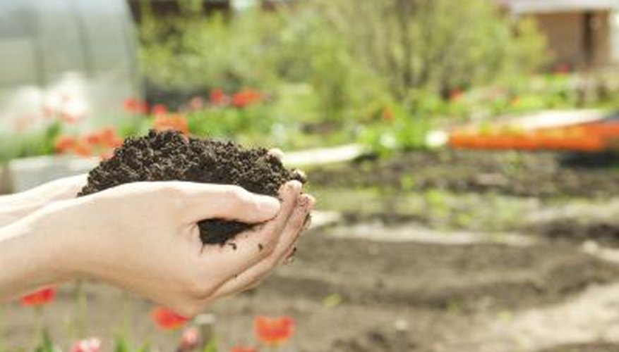 woman holding out fertilizer in garden woman holding out fertilizer in garden