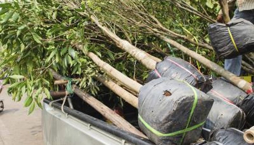 Simplify transplant cleanup by keeping soil on a tarp. Simplify transplant cleanup by keeping soil on a tarp.