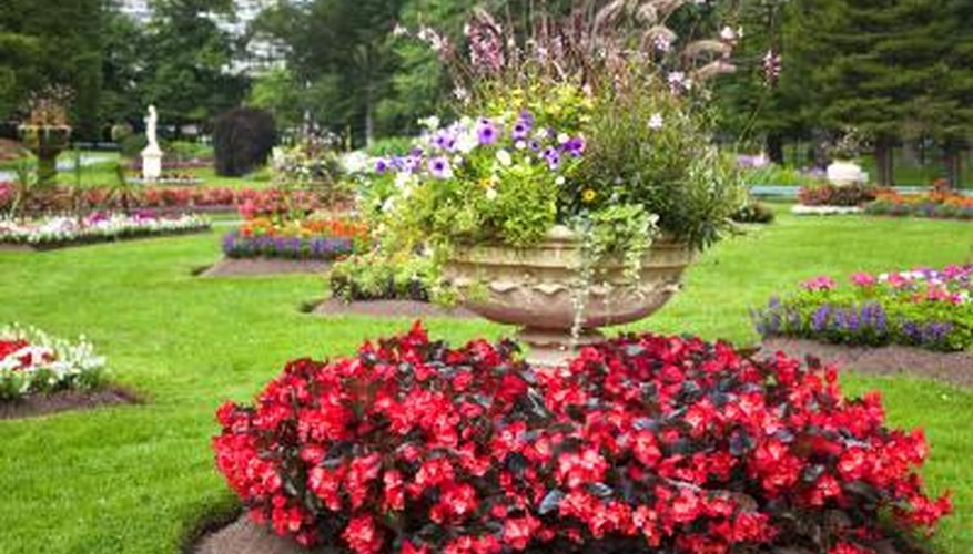 Beautiful red Ivy-Leaf Geraniums in a garden. Beautiful red Ivy-Leaf Geraniums in a garden.