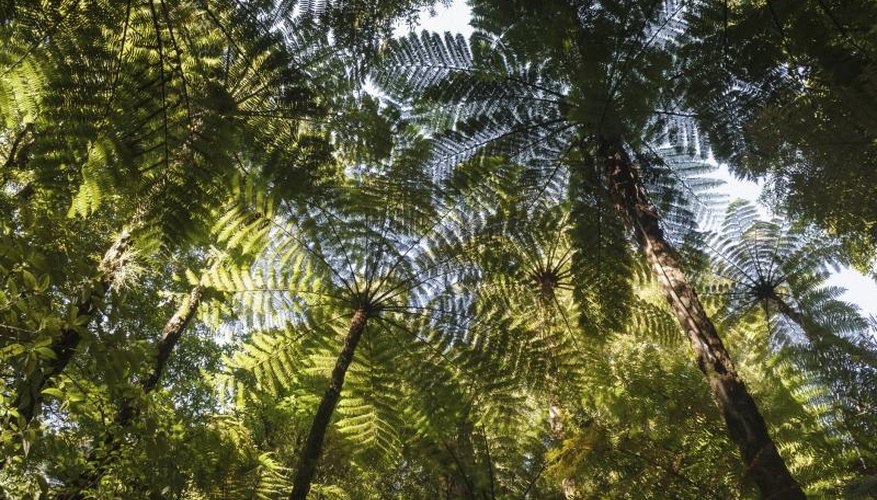 Tree ferns lend a lush, tropical effect to the landscape. Tree ferns lend a lush, tropical effect to the landscape.