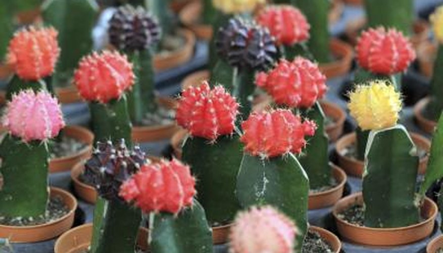 Colorful cacti on display at a garden shop. Colorful cacti on display at a garden shop.