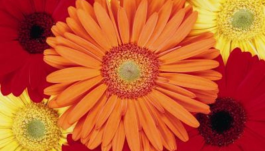 African Daisies. African Daisies.