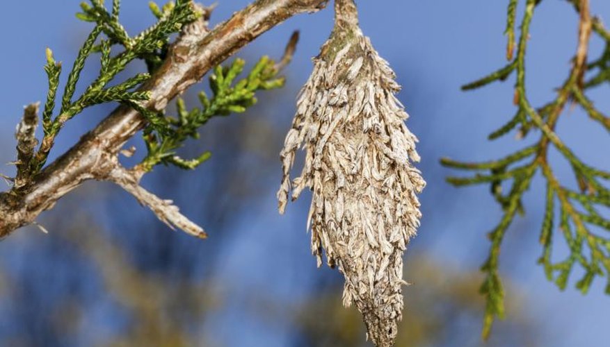 Silken bagworm shelters resemble cones hanging from evergreens. Silken bagworm shelters resemble cones hanging from evergreens.