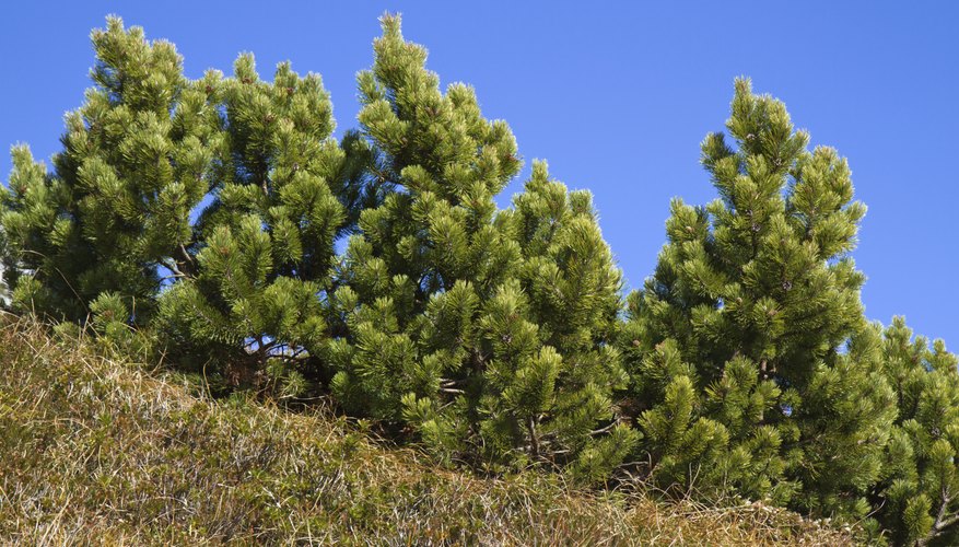Mugo pine is adaptable to a wide variety of soils. Mugo pine is adaptable to a wide variety of soils.