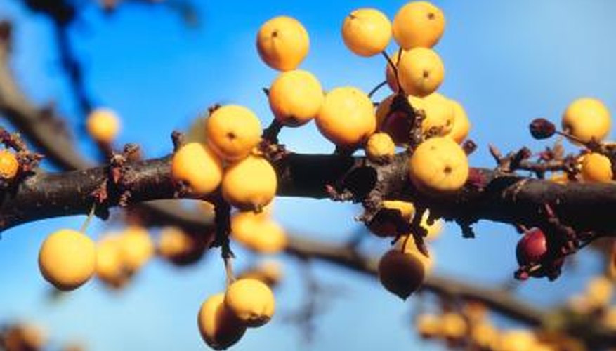 Some yellow-fruiting plants attract birds and butterflies. Some yellow-fruiting plants attract birds and butterflies.