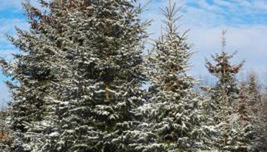 Many coniferous species have adaptation strategies for the winter. Many coniferous species have adaptation strategies for the winter.