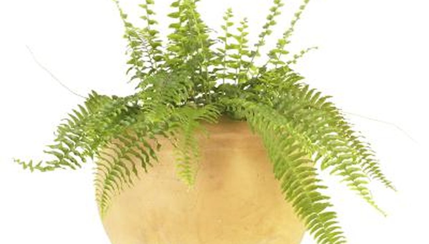 Some potted ferns can survive cold temperatures. Some potted ferns can survive cold temperatures.