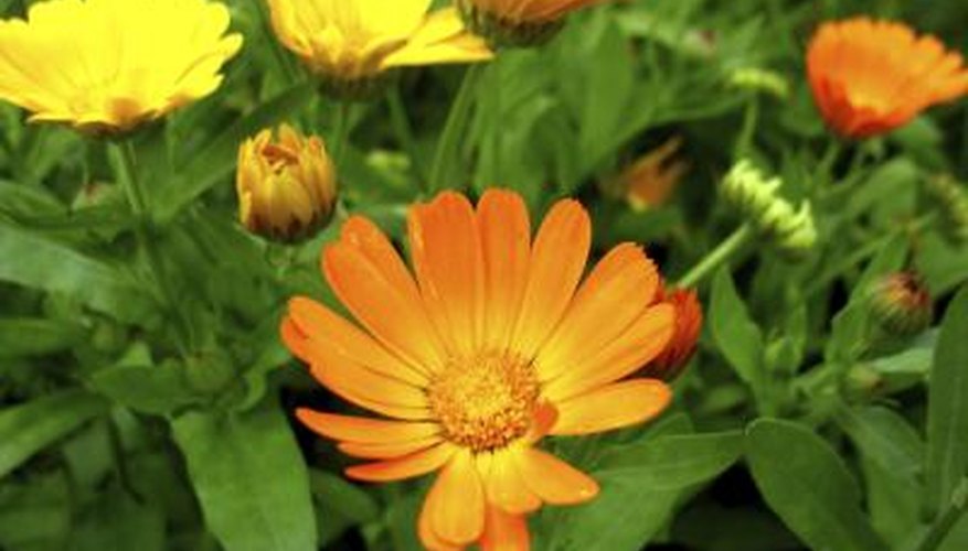 Calendula flowers are yellow, red or orange. Calendula flowers are yellow, red or orange.
