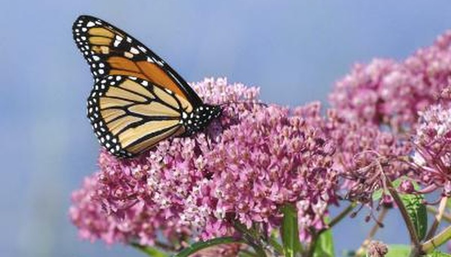 Milkweed plants support a healthy Monarch butterfly population. Milkweed plants support a healthy Monarch butterfly population.