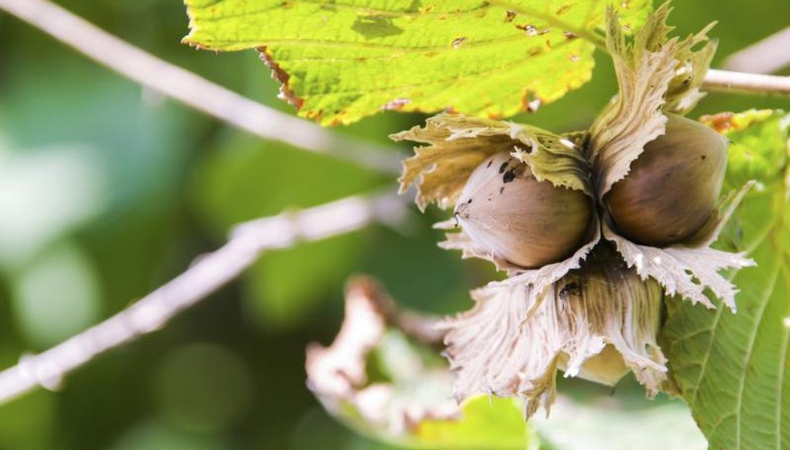 Hazelnuts grow on a branch. Hazelnuts grow on a branch.