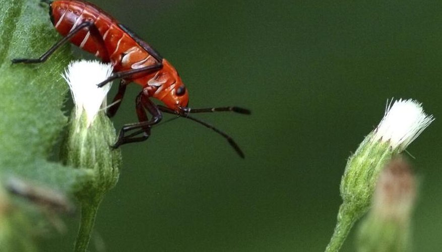 Close-up of red and black bug on plant Close-up of red and black bug on plant