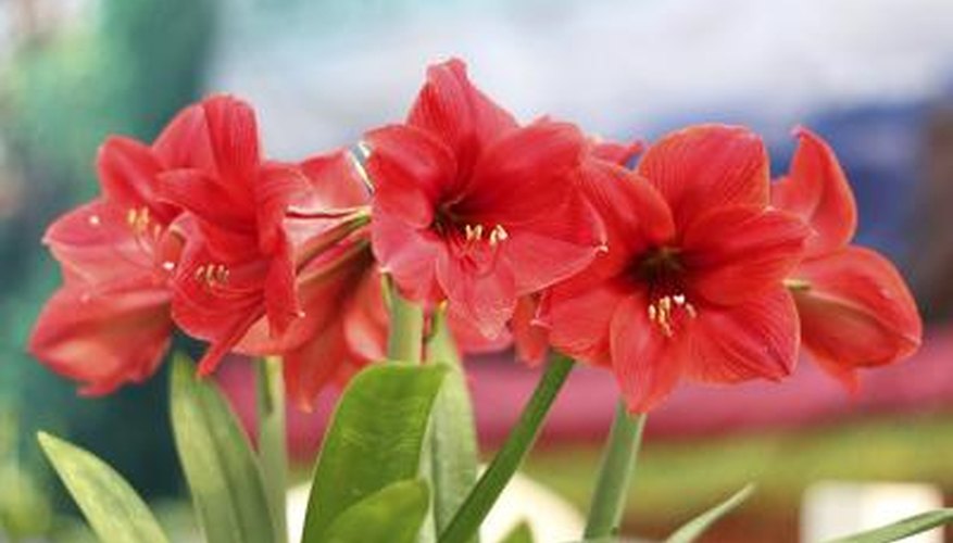 Today amaryllis symbolizes pride. Today amaryllis symbolizes pride.