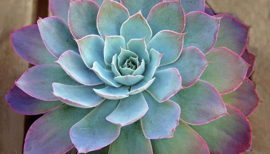 An overhead view of a beautiful aloe succulent plant. An overhead view of a beautiful aloe succulent plant.