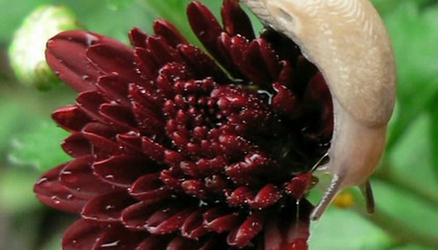 Slug. Slug.