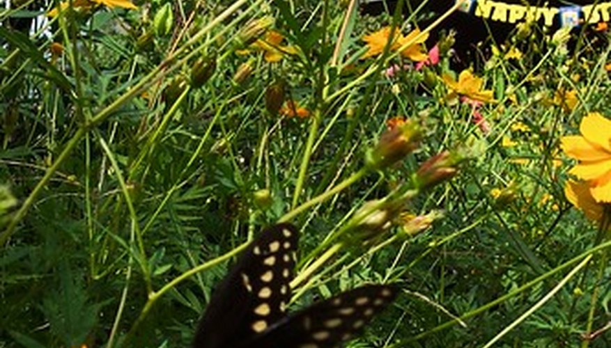Flowerbeds add beauty to your yard. Flowerbeds add beauty to your yard.