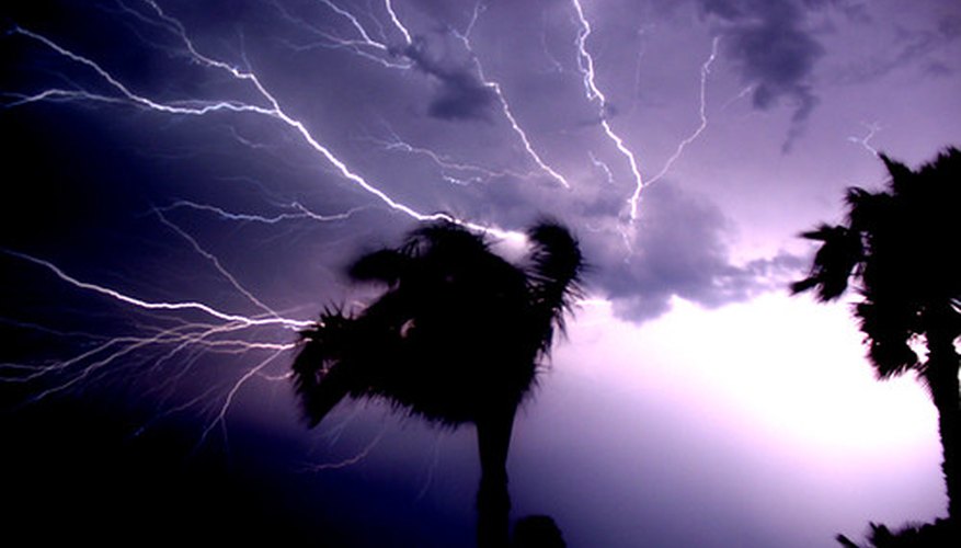 Lightning can cause damage to Washington palms because of their height. Lightning can cause damage to Washington palms because of their height.