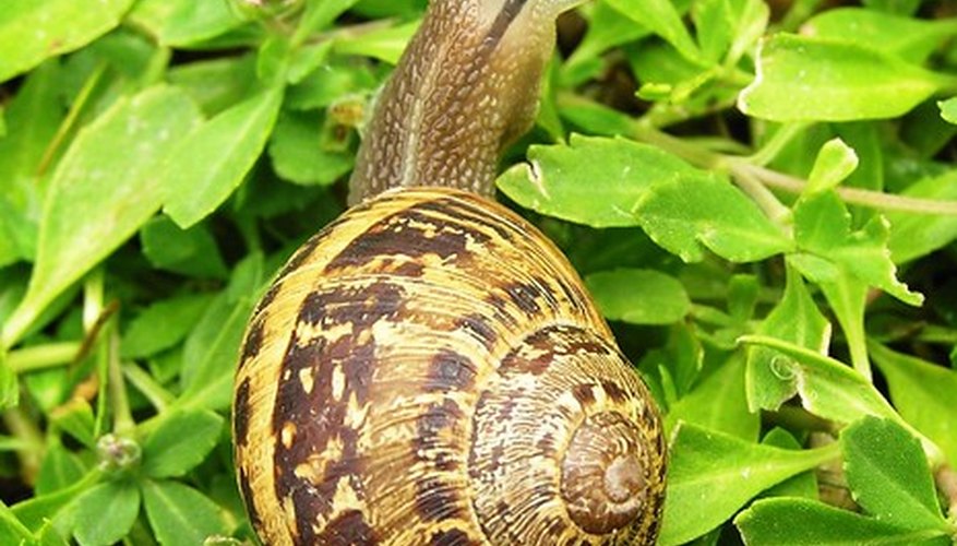 Snail. Snail.