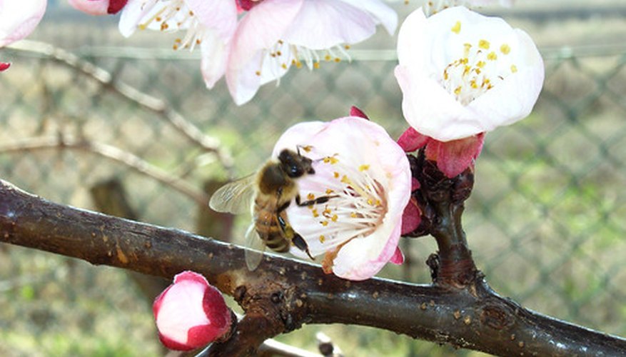 Bees pollinate fruit trees Bees pollinate fruit trees