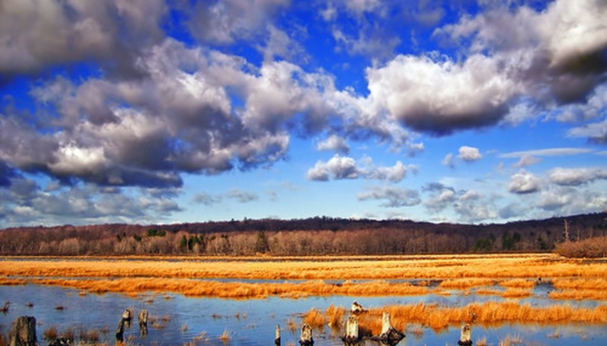 An example of a wetland. An example of a wetland.