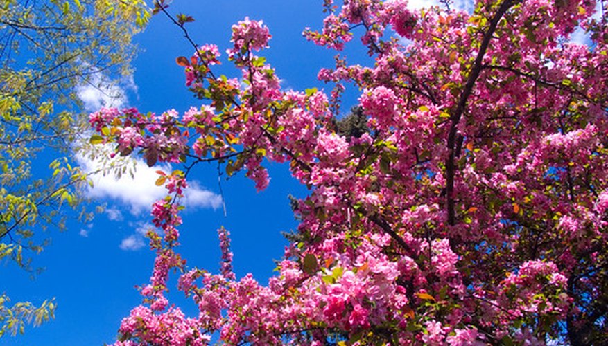 Apple trees have attractive flowers, regardless of species or variety. Apple trees have attractive flowers, regardless of species or variety.