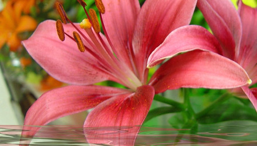 Daylily. Daylily.