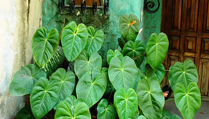 Perennial plants grow in a variety of conditions. Perennial plants grow in a variety of conditions.