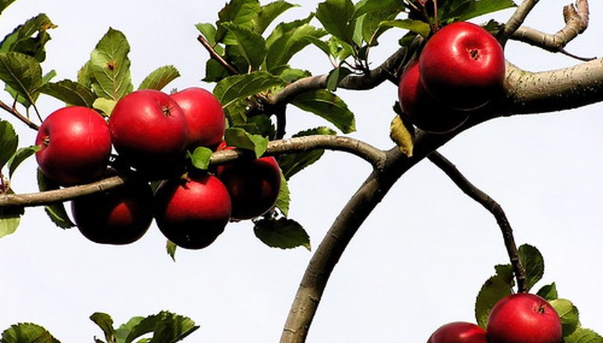 Apples bear pretty flowers, edible fruits and sometimes colorful fall foliage. Apples bear pretty flowers, edible fruits and sometimes colorful fall foliage.