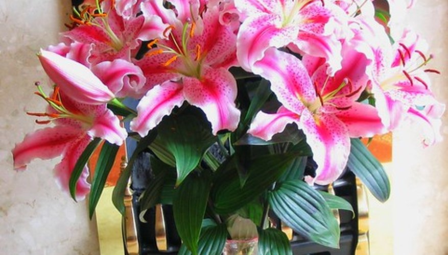 Stargazer lilies make beautiful arrangements. Stargazer lilies make beautiful arrangements.