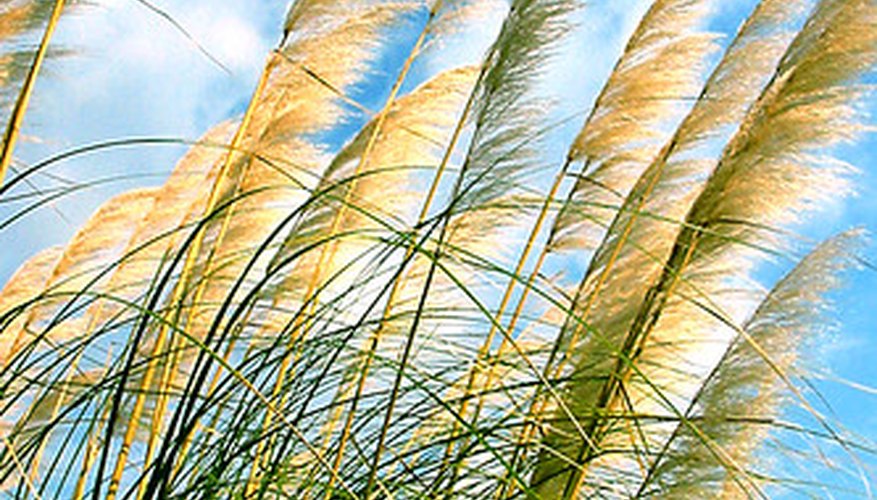 Select an appropriate grass species best suited for the mild winters and hot, rainy Florida summers. Select an appropriate grass species best suited for the mild winters and hot, rainy Florida summers.