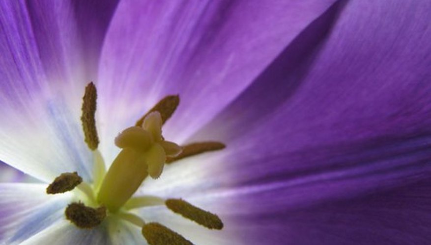 Flowers may be male, female or both Flowers may be male, female or both