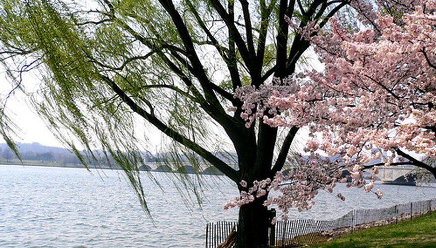 Weeping willow for ponds Weeping willow for ponds