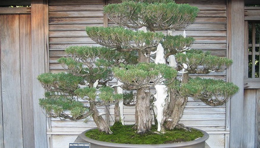 Early Bonsai trees were sculpted to resemble mineature forrests. Early Bonsai trees were sculpted to resemble mineature forrests.