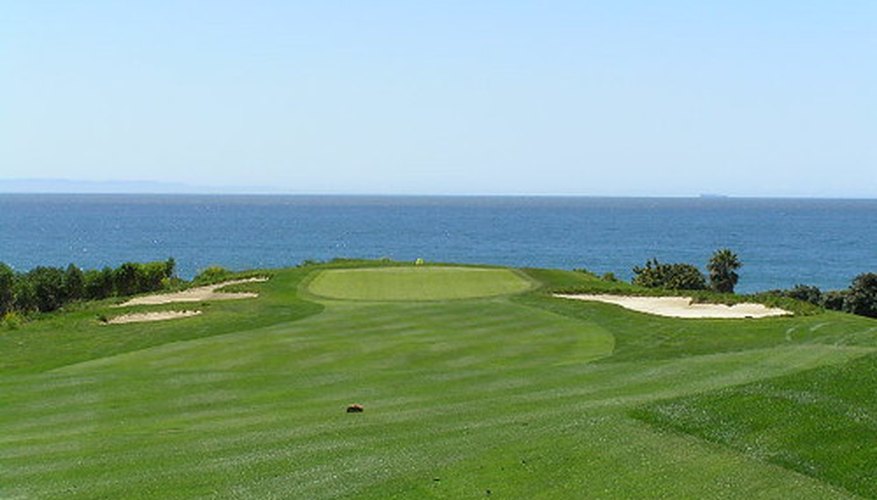 Bermuda grass is popular among golf courses. Bermuda grass is popular among golf courses.
