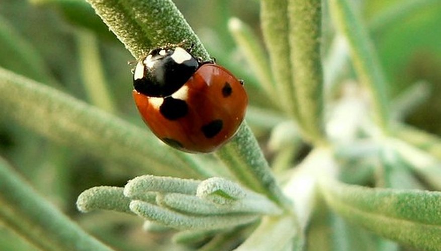 Ladybugs are a natural means of controling aphids. Ladybugs are a natural means of controling aphids.