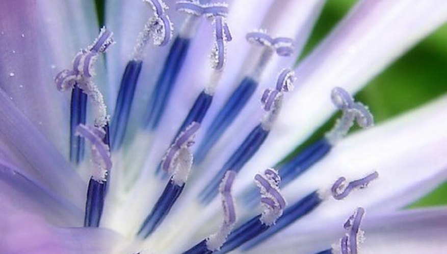 Flower with prominent filaments and anthers Flower with prominent filaments and anthers