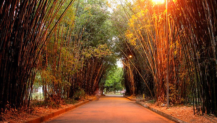 Bamboo is the most commonly thought of Asian plant. Bamboo is the most commonly thought of Asian plant.