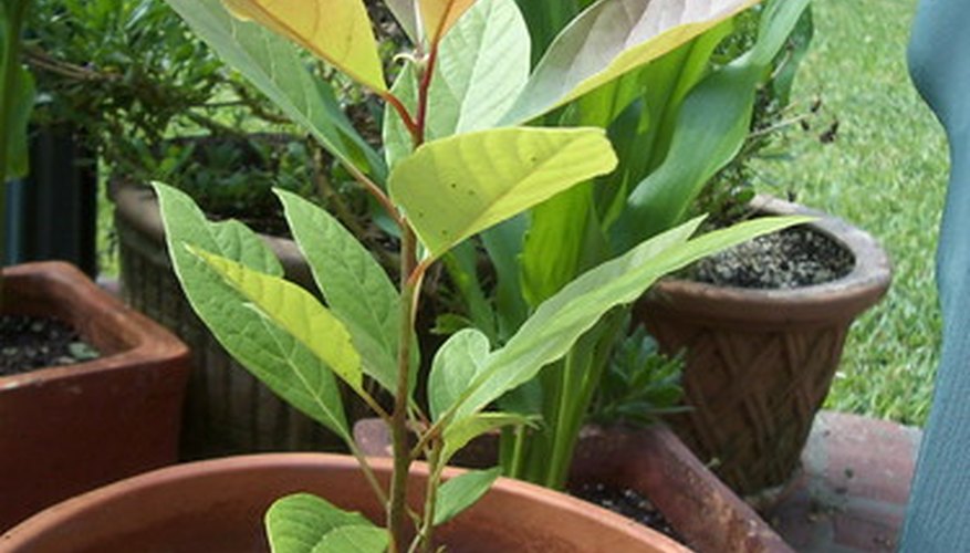 Avocado tree Avocado tree