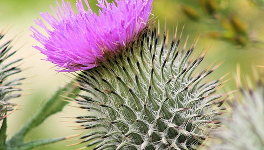 A lavender-pink thistle shows off its prickly nature. A lavender-pink thistle shows off its prickly nature.